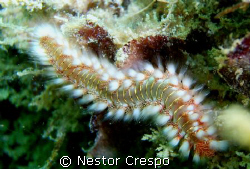Bristle Worm, Diving at Cerro Gordo, Vega Alta P.R. by Nestor Crespo 